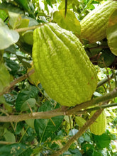 Load image into Gallery viewer, Gal Limbu (Citron) (1 kg)