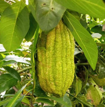 Load image into Gallery viewer, Gal Limbu (Citron) (1 kg)