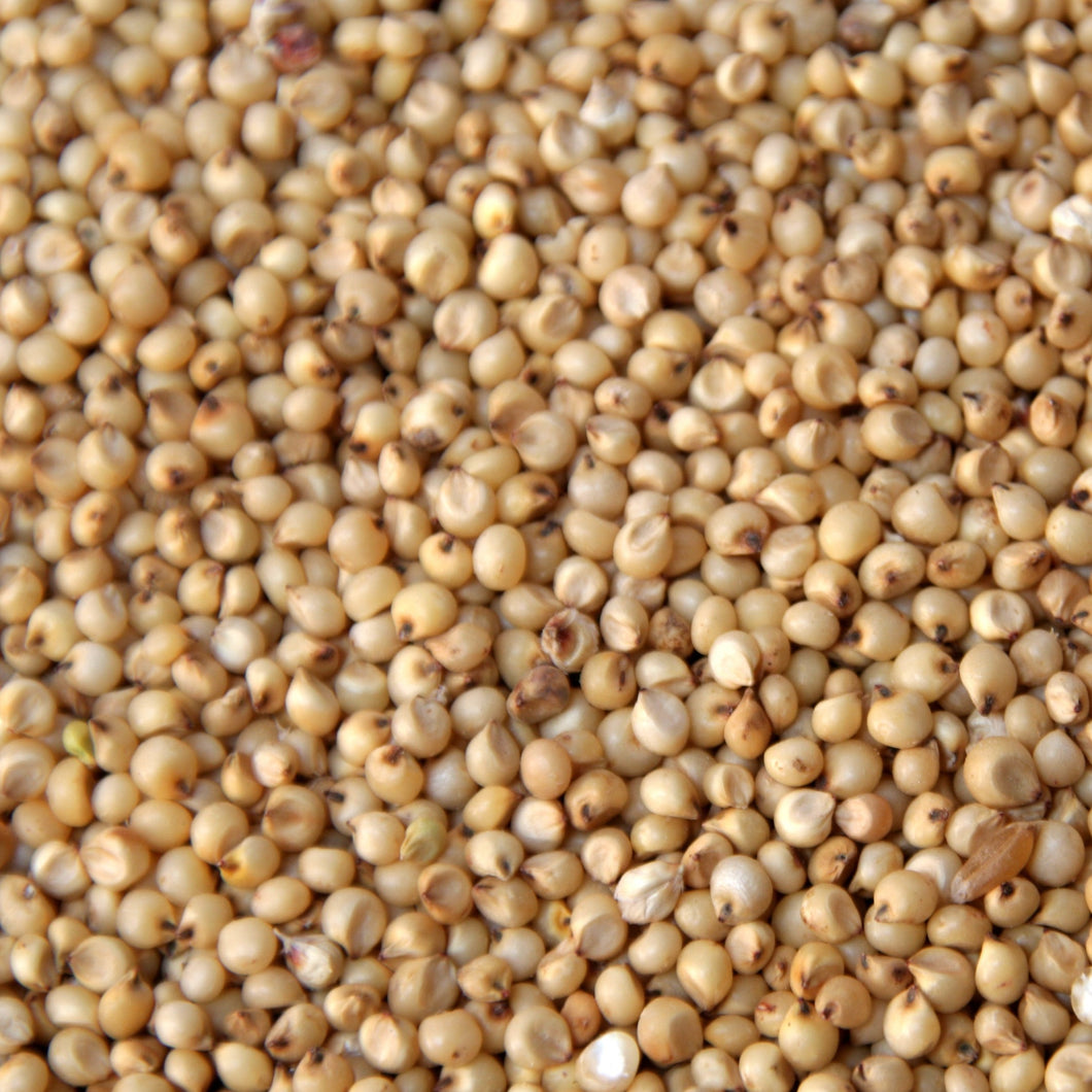 Jowar (Sorghum) (500 gm)