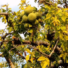 Load image into Gallery viewer, Bael Fruit ( Stone Apple) (Small to medium in size)
