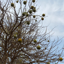 Load image into Gallery viewer, Bael Fruit ( Stone Apple) (Small to medium in size)
