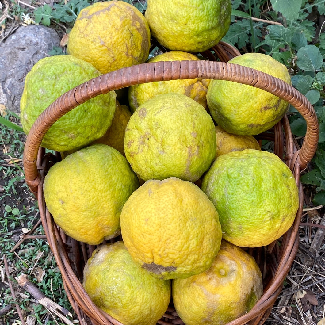 Idlimbu (Sour Orange) (1 kg)